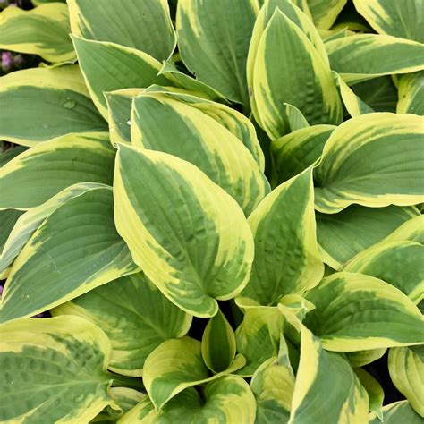 Wide Brim Hosta | Ship My Plants