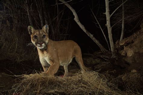 Mountain Lion Food