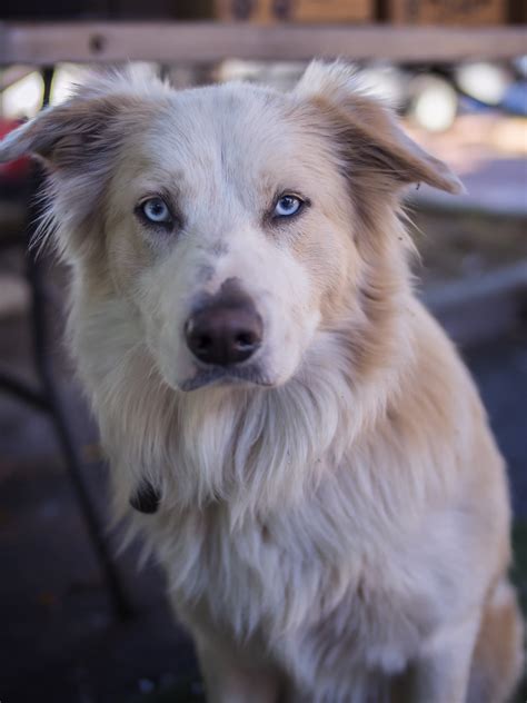 Blonde Border Collie Puppies