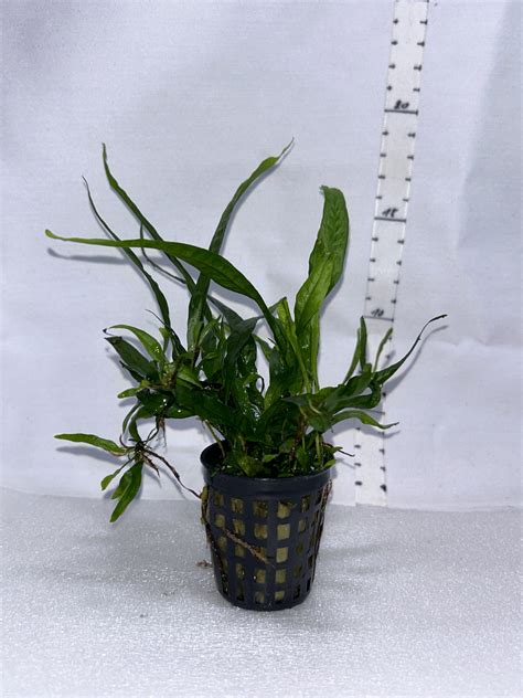 Microsorum pteropus – Bio-Tera.cz