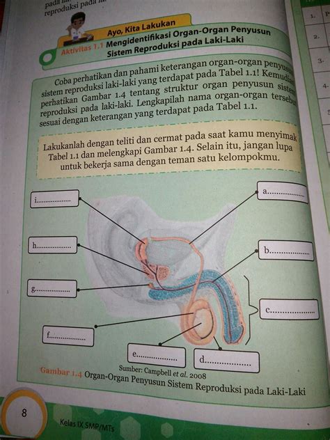 Organ Reproduksi Pria Dan Spermatogenesis Materi Dan