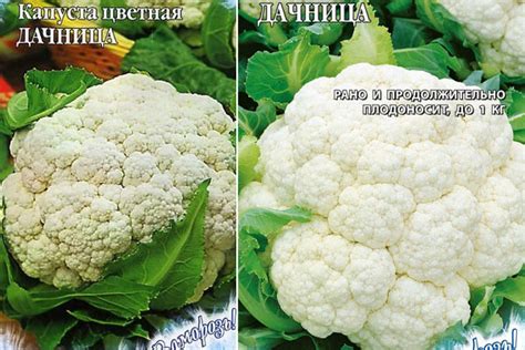 Цветная Капуста Дачница Описание Сорта Фото Отзывы – Telegraph