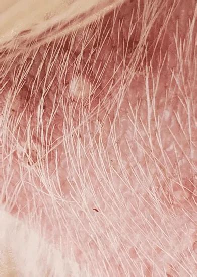 Staph Infections In Goats How To Treat And Are They Contagious