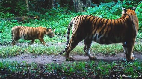 Bosque De Tigre 2024 2025 Frigiliana Three Cultures Festival