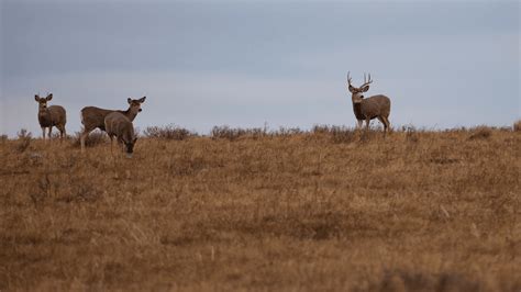 Montana Fwp Seeks Public Input On Mule Deer Management