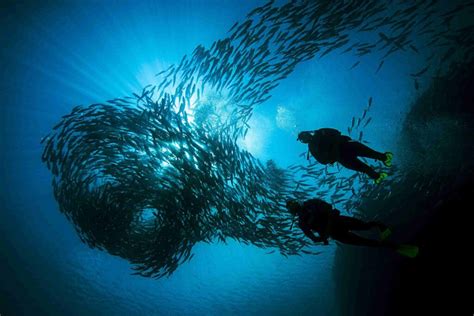 80 Years On Cousteaus 4 Scuba Hotspots