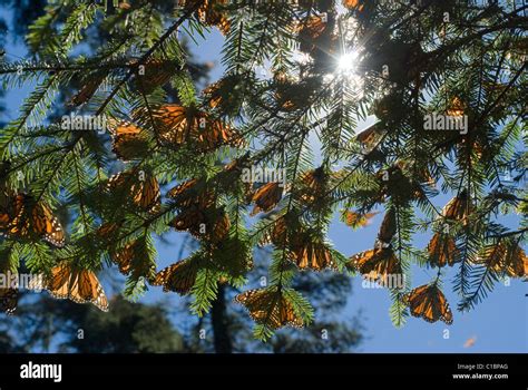 Las mariposas monarca migran anualmente a las montañas de la Sierra