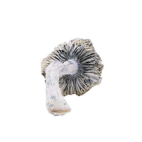 Amazeballs Albino Jedi Mind Fuck