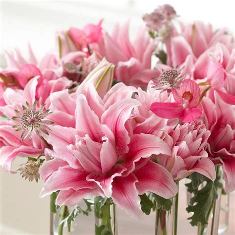 Лилиум Roselily Isabella – Биогардн Магазин за Вашата Градина