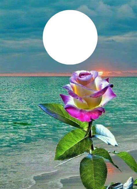 single rose Design Template | Pixiz