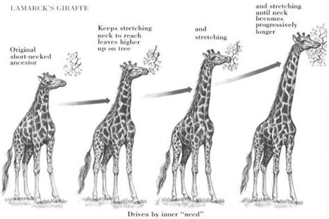 biology - Could life have evolved as described by Lamarck's theory of ...