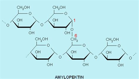 Datei:Amylopektin.jpg – BS-Wiki: Wissen teilen