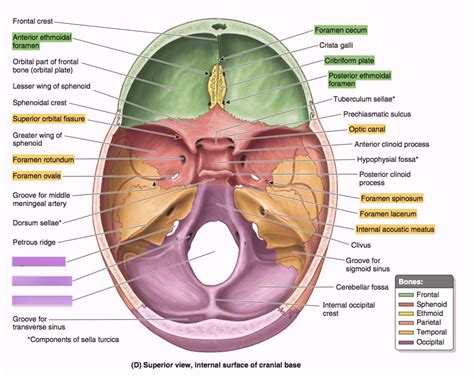 Cranial Fossa And Exit Foramina 3 Posterior Fossa Diagram Quizlet