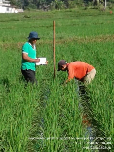 Trik Pengendalian Penyakit Kresek Pada Tanaman Padi