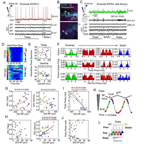 Proximodistal Differences Of Theta And Gamma Activity Of Ca Pyramidal