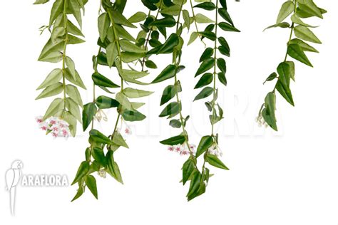 Araflora Exotic Flora And More Hoya Lanceolata Ssp Bella