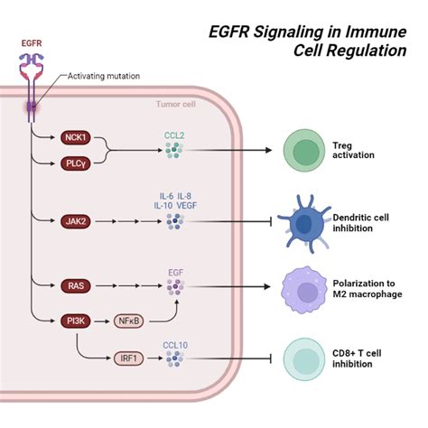 EGFR Signaling and Immune Stimulations | BioRender Science Templates