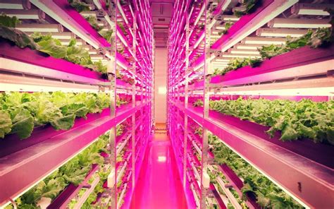 The Future Of Farming Hydroponics Psci