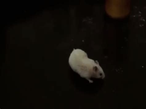 Classic Danish Porn Movie I Jomfruens Tegn In The Sign Of The Virgin Eva Lindberg Ditte