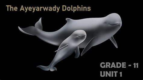 The Ayeyarwady Dolphins Grade 11 English Unit 1 Part 1 Youtube