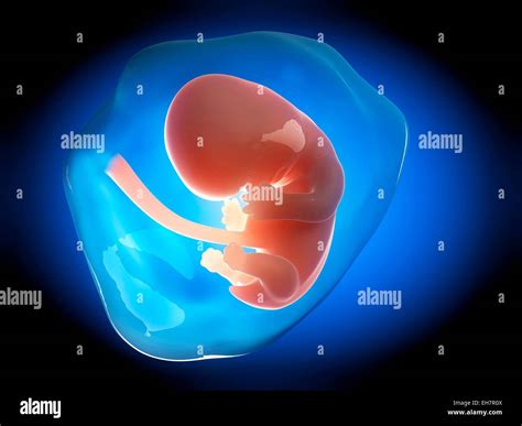 Tamanho Feto 2 Meses - Qual O Tamanho De Um Feto De 2 Meses - ZULEDU
