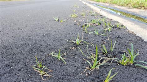 There is grass growing through my street : r/mildlyinteresting