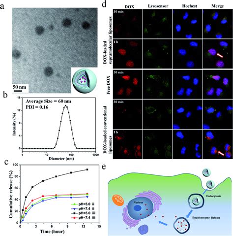 Characterization Of Dox Loaded Supramolecular Liposomes Self Assembled