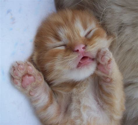 Fluffy Orange Tabby Kitten