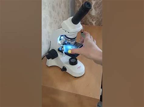 Микромир. Тихоходка в мхе под микроскопом - YouTube