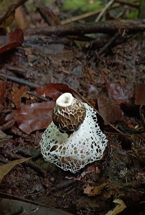 Complex Phallus Indusiatus From Otanche Boyac Colombia On October