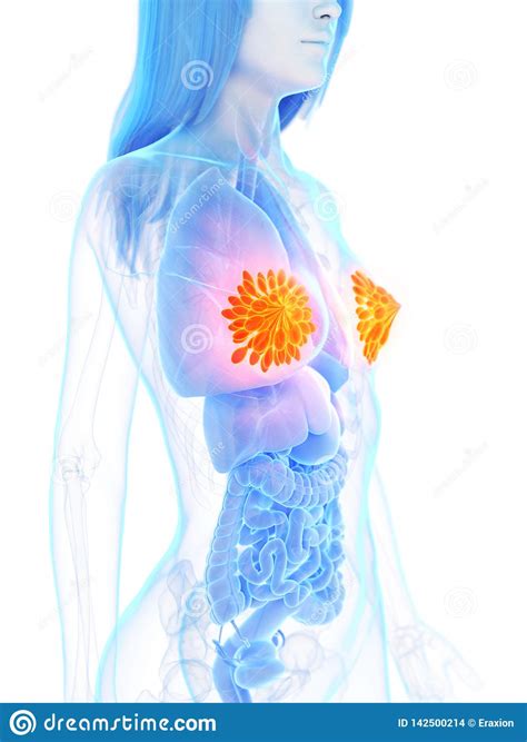 The mammary glands stock illustration. Illustration of milk - 142500214