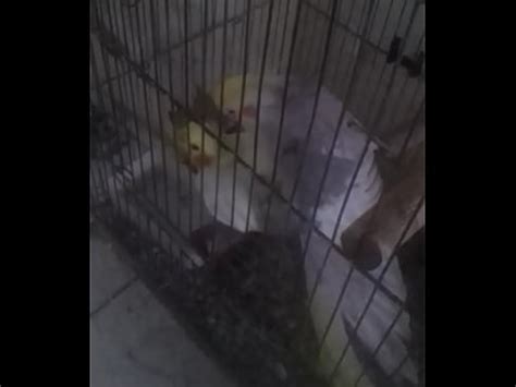 Especial Por O Dos Sonhos Xvideos