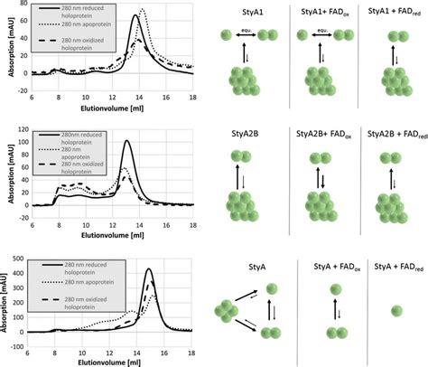 Size Exclusion Chromatography On Superdex 200 Of Apo Holo And Download Scientific Diagram