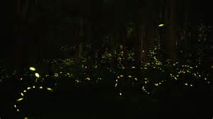 Synchronous fireflies shine in Smoky Mountains