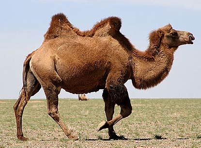 SUPER ANIMAL: Camel