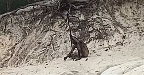 Naked Wolf Man Spotted By Ruined Castle In German Mountains Holding A Wooden Spear Daily Star