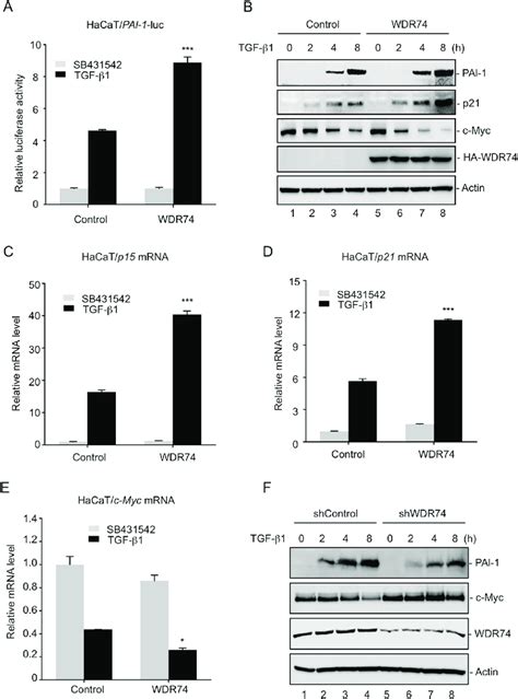 Wdr Regulates Tgf B Induced Transcriptional Responses A Wdr