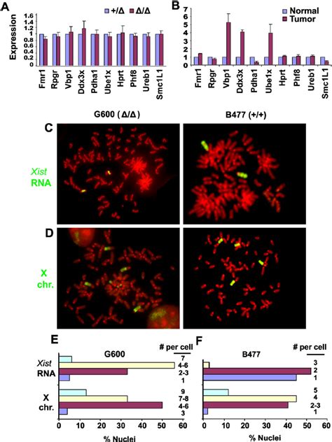 X Linked Gene Expression Analysis In Somatic Cells And Mammary Tumors