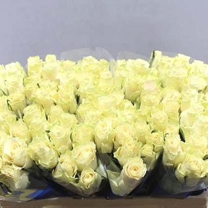 ROSE SOLSY 50cm Wholesale Dutch Flowers Florist Supplies UK