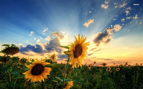 sunflower wallpapers desktop wallpaper cave