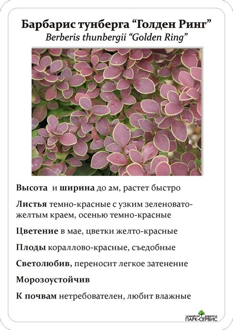 Декоративно лиственные многолетники для сада с фото и названиями