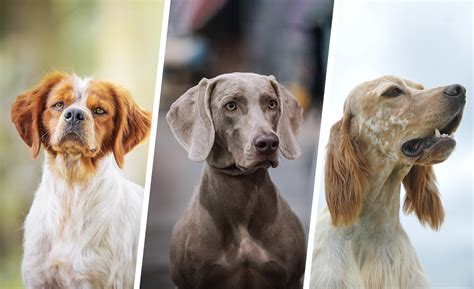 groupe  chiens darret societe centrale canine