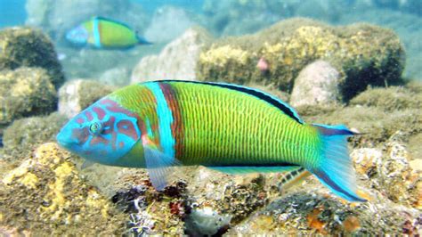 Playa De Tauro Snorkeling Gran Canaria Canary Islands