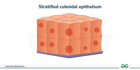 Cuboidal Epithelium Functions Diagram And Its Types Geeksforgeeks