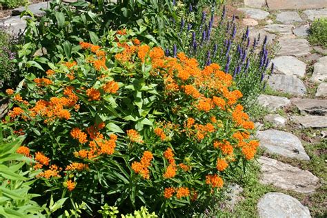 Ваточник - посадка и уход, фото | Сажаем Сад