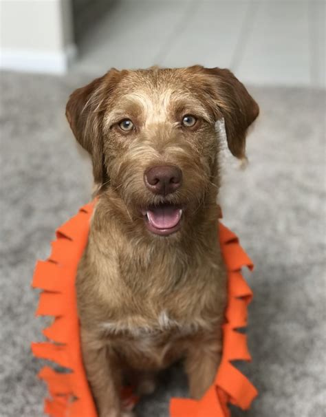 Cooper - Modern Dog Magazine