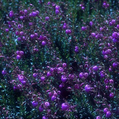 daboecia  atropurpurea houtmeyers plantencentrum en