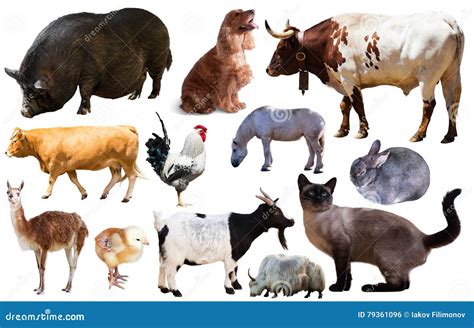 Les Animaux De La Ferme Vocabulaire