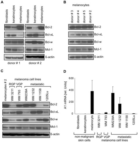 A Expression Of Bcl 2 Bcl Xl Bcl W And Mcl 1 Protein In Primary Download Scientific