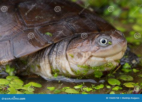 African Helmeted Turtle Royalty Free Stock Photos Image 15605758